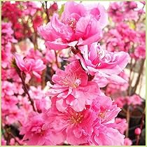 桃の花 Amazon | 花桃の苗木 矢口桃（ピンク） 接木1年生苗 | 花